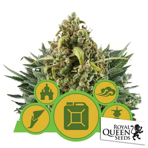 Royal Queen Seeds - Autoflowering Mix - 3 Semi