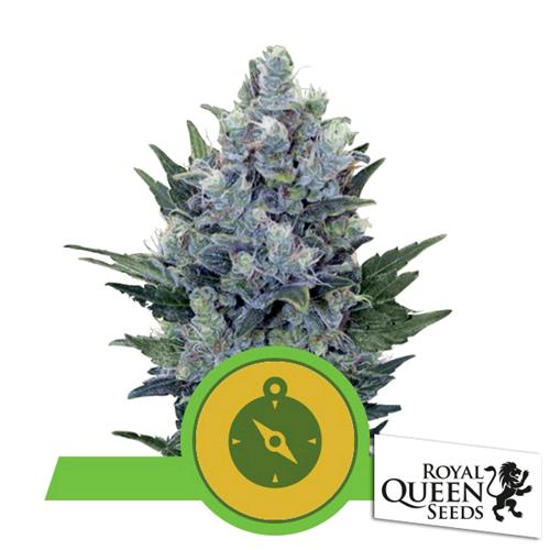 Northern Light Auto - Royal Queen Seeds